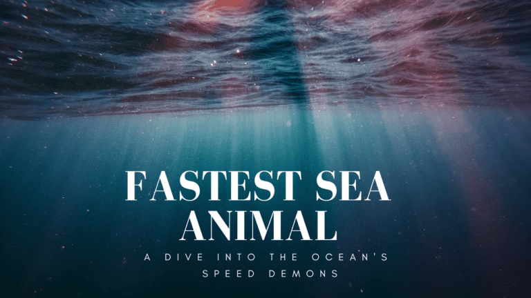 Fastest Sea Animal