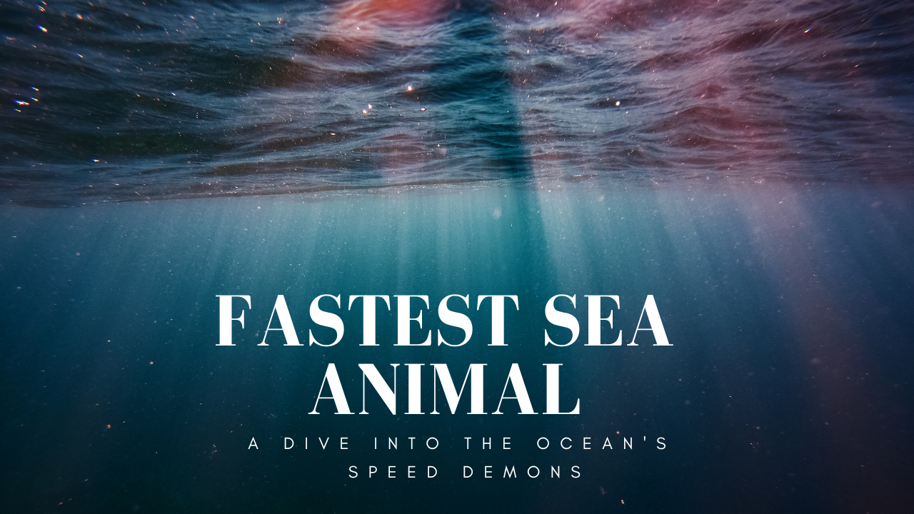 Fastest Sea Animal