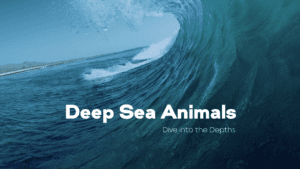 Deep Sea Animals