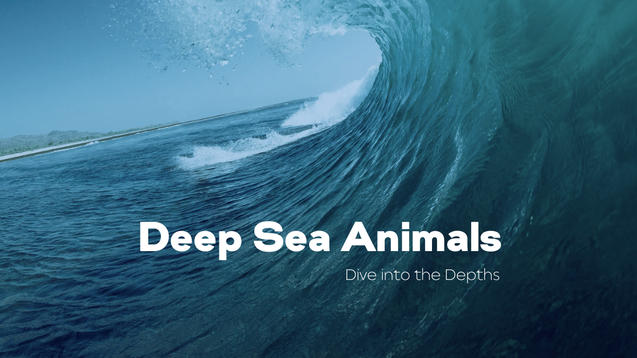 Deep Sea Animals