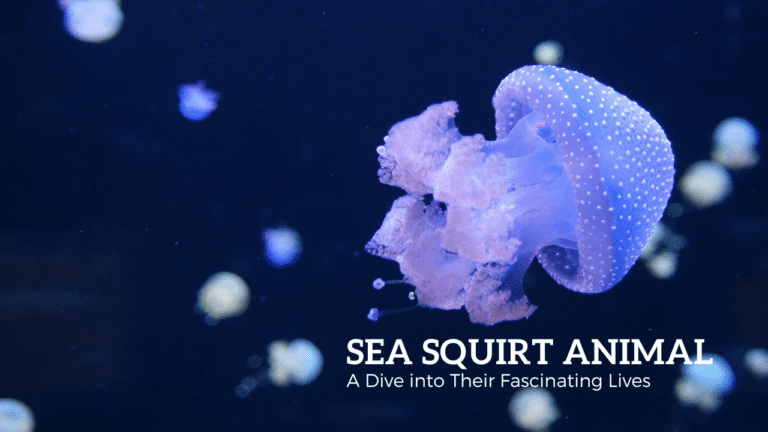 Sea Squirt Animal