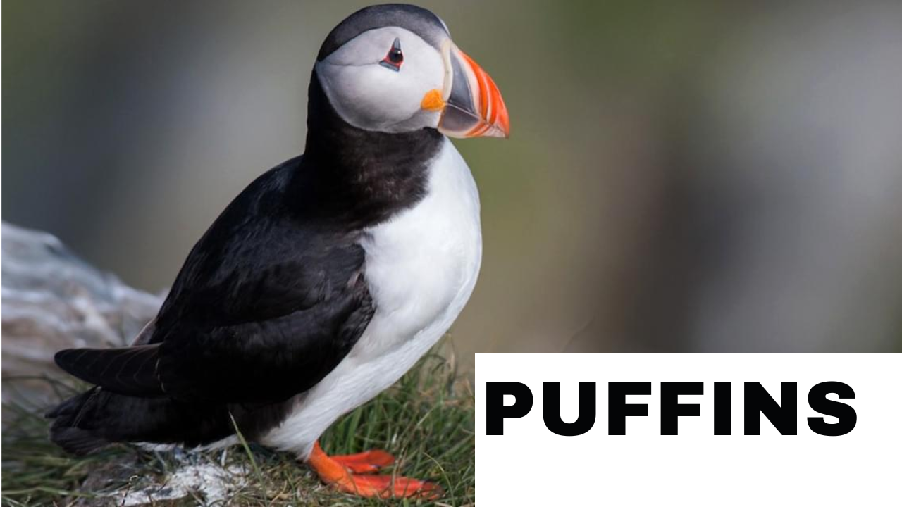 Atlantic Puffin