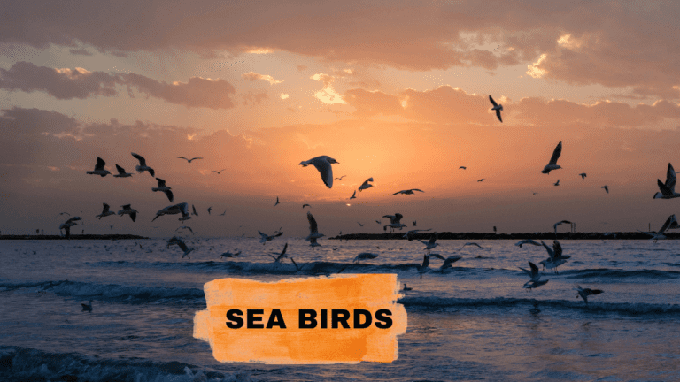 Sea Birds