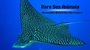 Rare Sea Animals