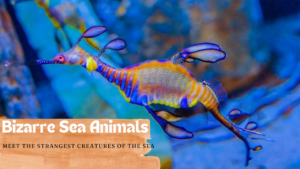 Bizarre Sea Animals