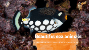 Beautiful Sea Animals