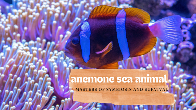 Anemone Sea Animal