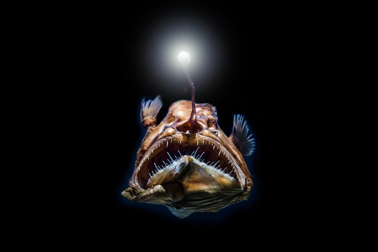 Scary Sea Animals