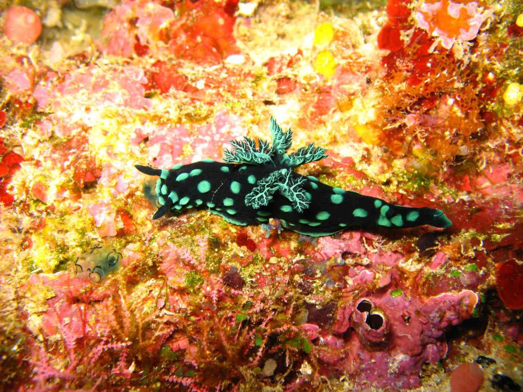 Beautiful Sea Animals