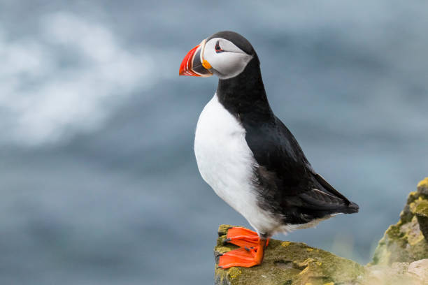 Atlantic Puffin