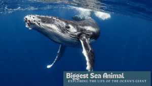 Biggest Sea Animal