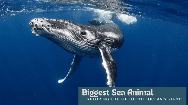 Biggest Sea Animal