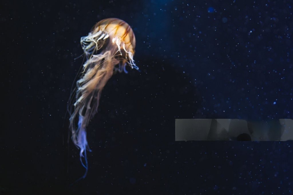 Deep Sea Animals