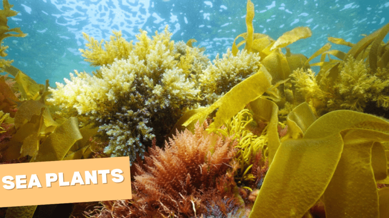 Sea Plants