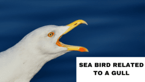 Sea Bird Related To a Gull