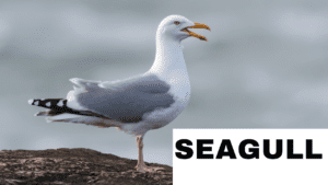 Seagull