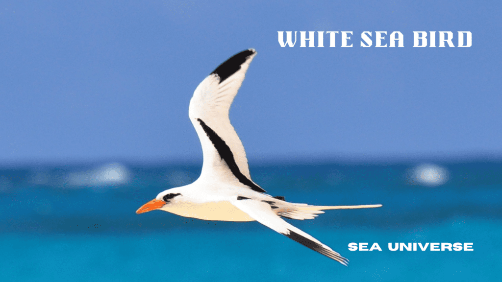 White Sea Bird