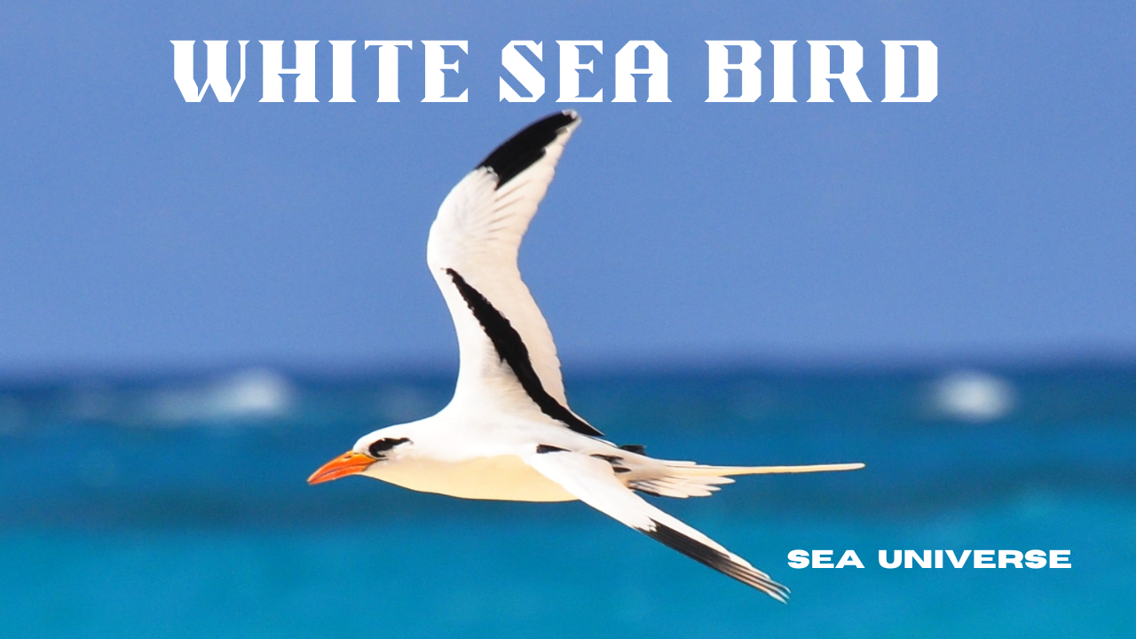 White Sea Bird