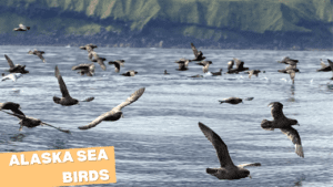 Alaska Sea Birds