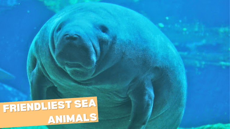 Friendliest Sea Animals