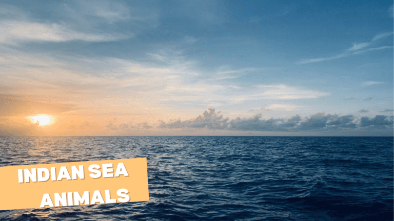 Indian Sea Animals