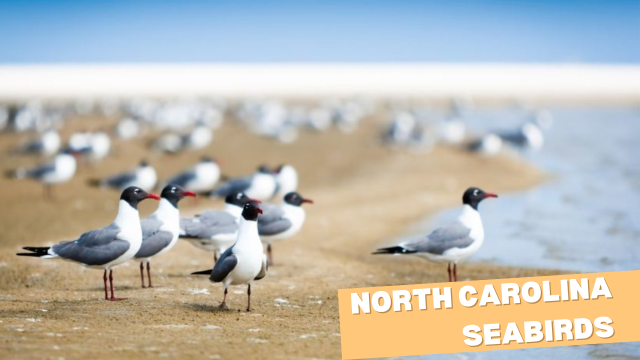 North Carolina Seabirds