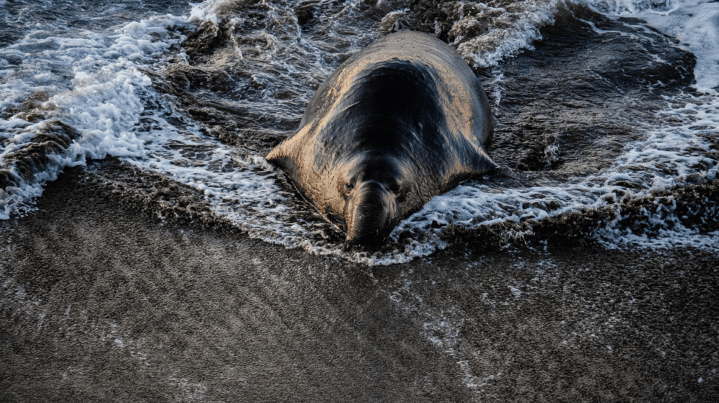 Elephant Seals