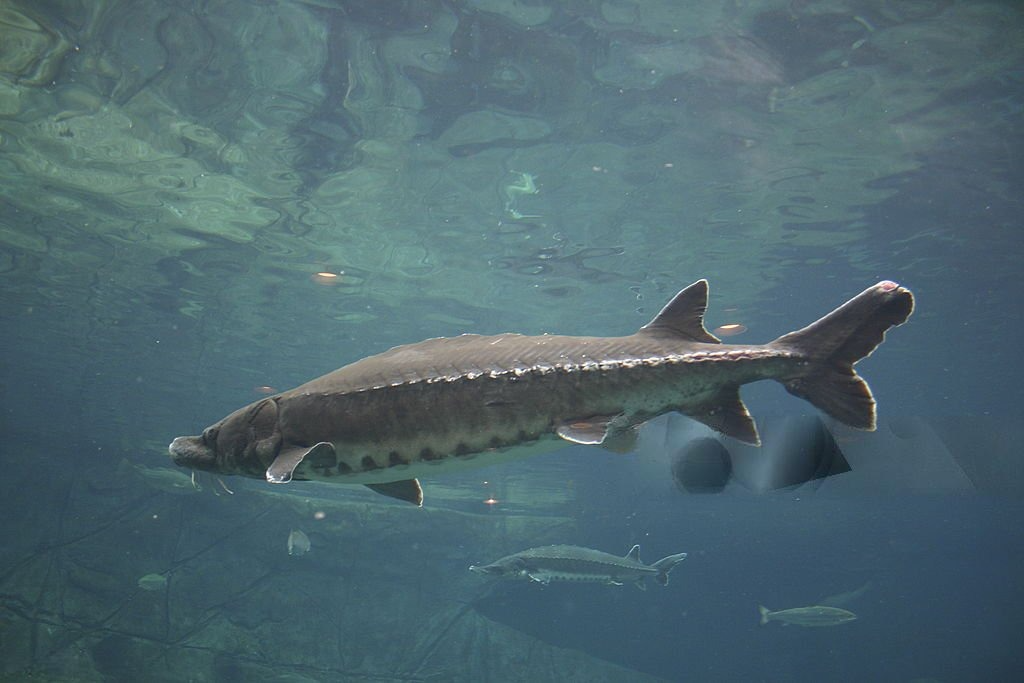 Sturgeon