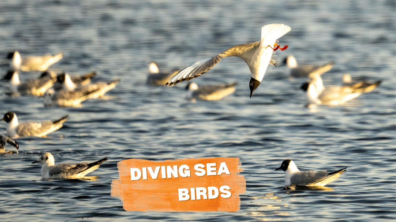 Diving Sea Birds