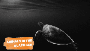 Animals in the Black Sea