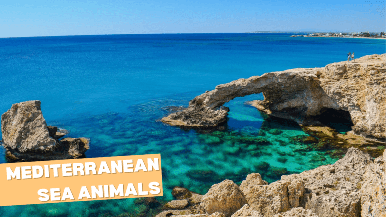 Mediterranean Sea Animals