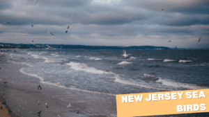 New Jersey Sea Birds