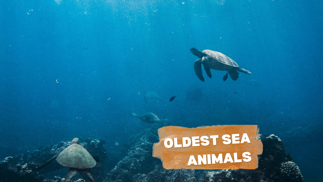 Oldest Sea Animals