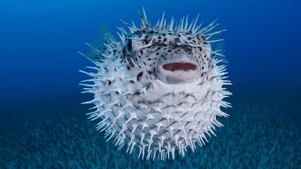 Pufferfish