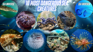 10 Most Dangerous Sea Creatures