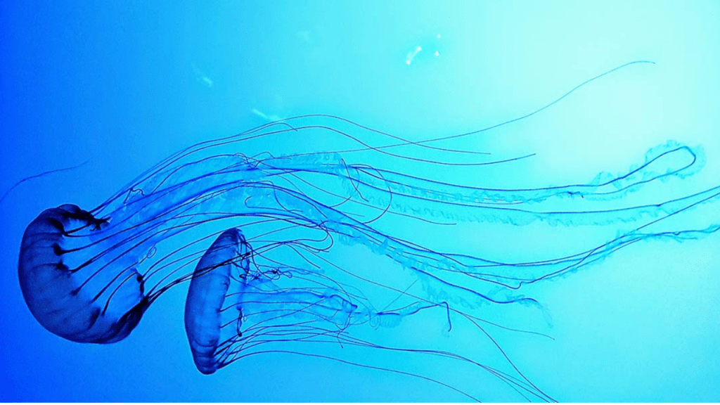 Box Jellyfish