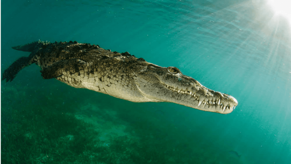 Saltwater Crocodile