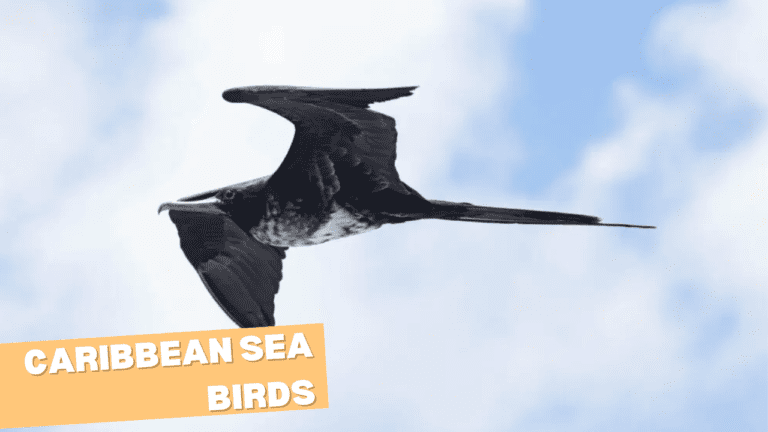 Caribbean Sea Birds