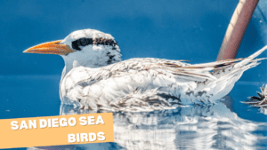 San Diego Sea Birds