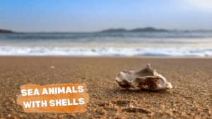 Sea Animals With Shells