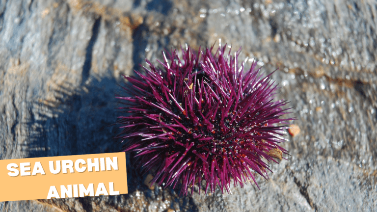 Sea Urchin Animal