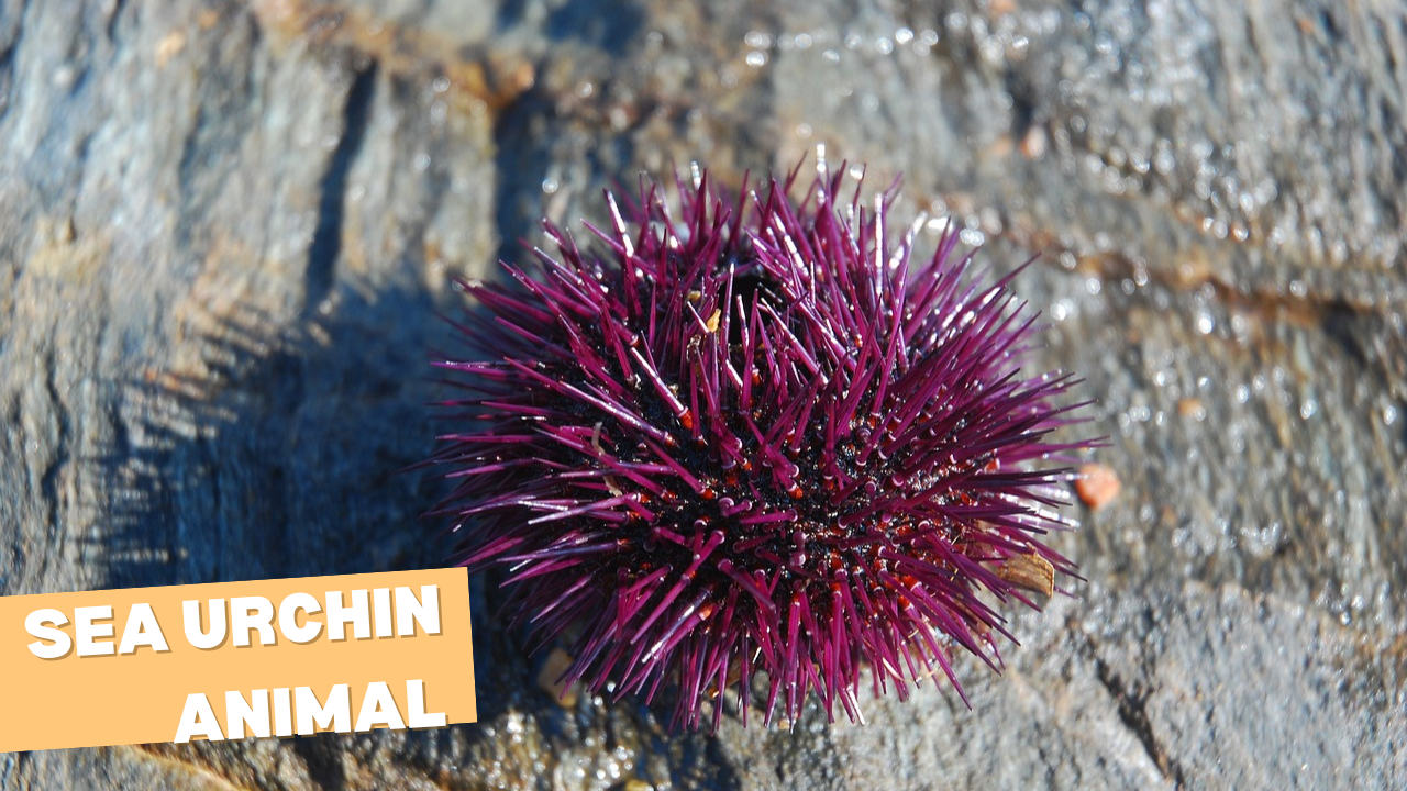 Sea Urchin Animal