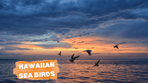 Hawaiian Sea Birds