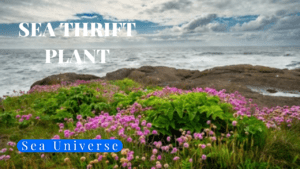 Sea Thrift Plant