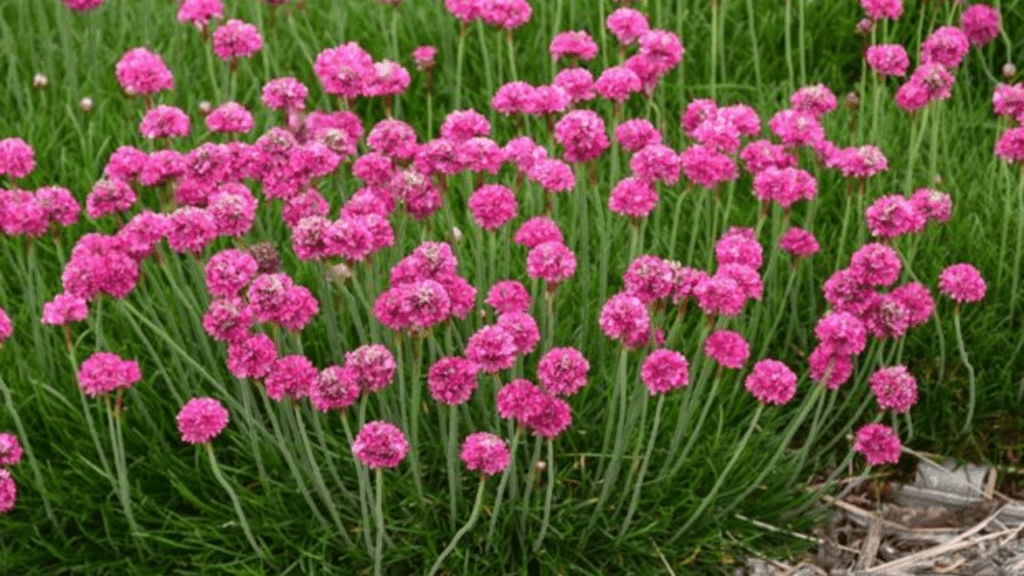 Sea Thrift Plant