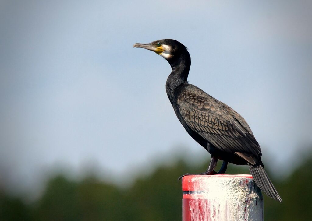 Great Cormorant