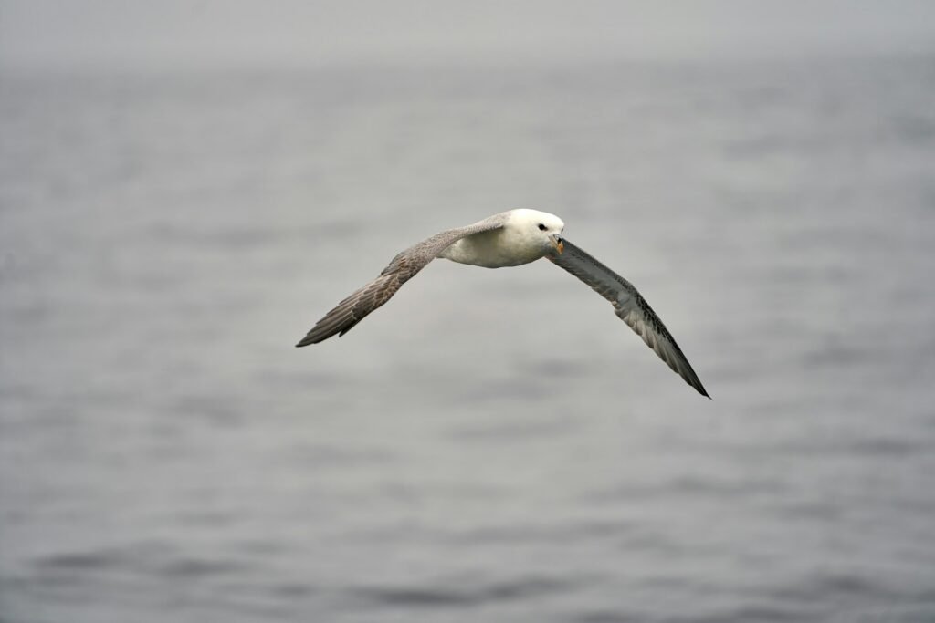 Northern Fulmar