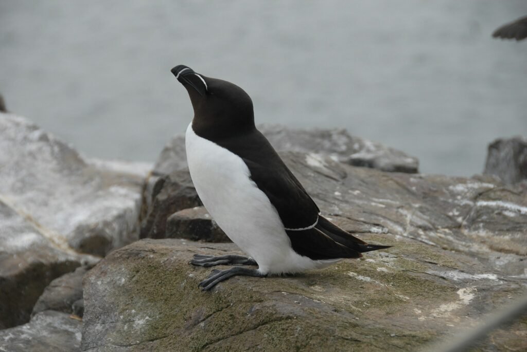 Razorbill