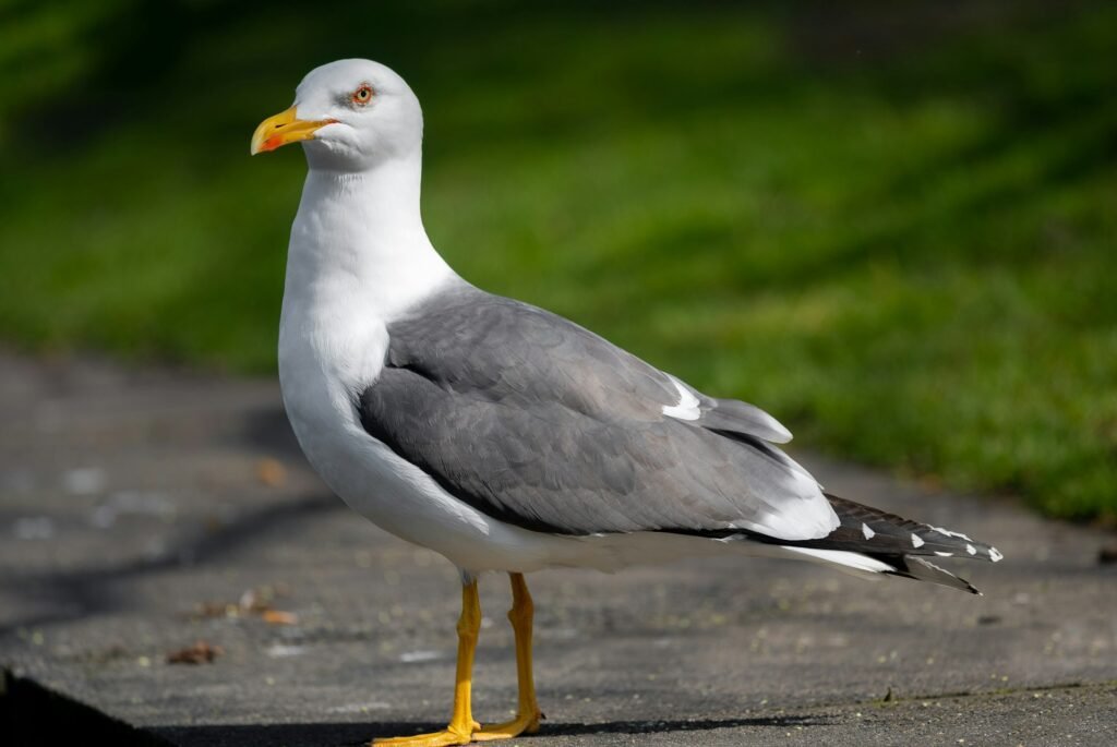 Lesser Black-backed Gull