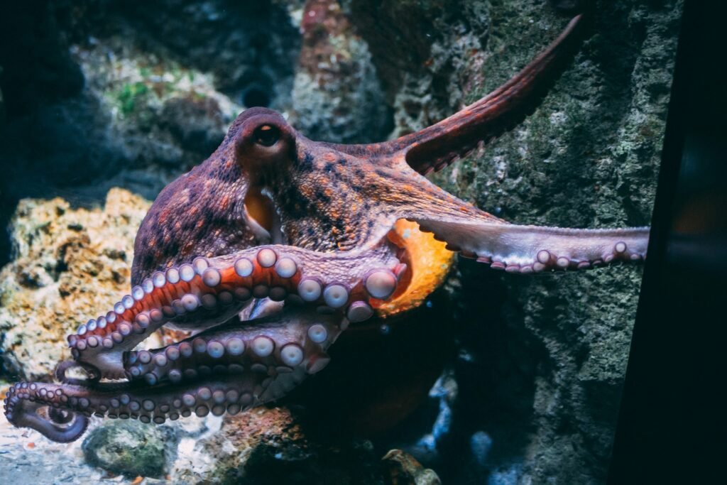 Octopuses